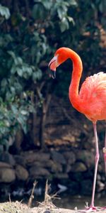 Color,Animals,Bird,Flamingo