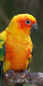 Color,Animals,Branch,Bird,Parrots