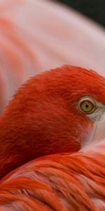 Color,Animals,Feather,Eyes,Flamingo