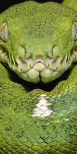 Taches,Serpent Vert,Animaux,Couleur