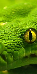 Color,Head,Animals,Snake,Eyes