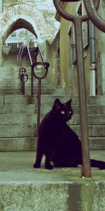 Color,Ladder,Animals,Stairs,Cat