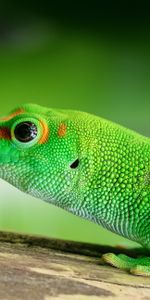 Couleur,Lézard,Animaux,Reptile