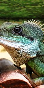 Color,Lizard,Reptile,Animals