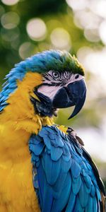 Color,Macaw,Animals,Bird,Parrots