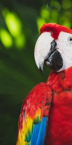 Color,Macaw,Animals,Bright,Bird,Beak,Parrots