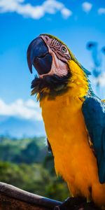 Color,Macaw,Bird,Beak,Animals,Parrots