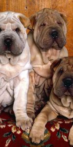 Animales,Color,Tres,Lana,Cachorros,Shar Pei