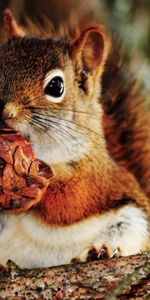 Cone,Bump,Nut,Animals,Food,Squirrel