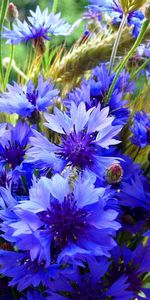 Cones,Blue Cornflowers,Bouquet,Spikelets,Flowers,Summer