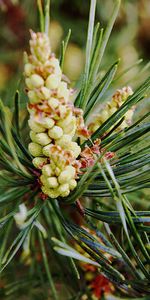 Cones,Branch,Needles,Nature,Keys