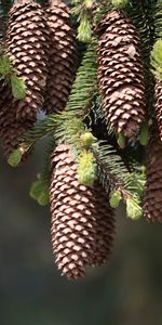 Cones,Branches,Fir,Spruce,Needles,Thorns,Prickles,Nature