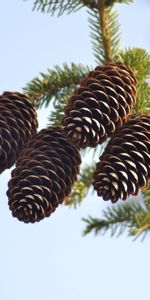 Cones,Coniferous,Branch,Spruce,Fir,Conifer,Nature