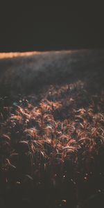 Cones,Field,Shadow,Spikelets,Dark,Wheat