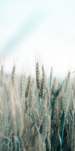 Cones,Macro,Field,Spikelets,Grain,Cereals,Corn,Wheat