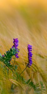 Cones,Macro,Flowers,Violet,Flower,Plant,Spikelets,Purple