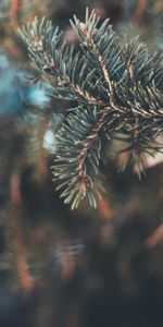 Cones,Macro,Needles,Branch