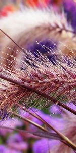 Cones,Macro,Shine,Light,Moisture,Drops,Wet,Spikelets