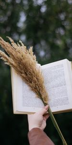 Cones,Miscellanea,Miscellaneous,Bouquet,Hand,Book,Spikelets