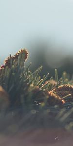 Naturaleza,Cones,Agujas,Aguja