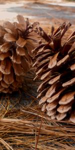 Cones,Needle,Pine,Needles,Nature