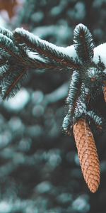 Cones,Needle,Snow,Fir,Nature,Branch