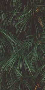 Cones,Needles,Christmas Tree,Macro,Dark