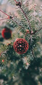 Cones,Pine,Macro,Branch,Needles