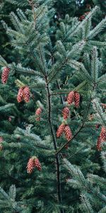 Naturaleza,Cones,Pino,Madera,Agujas,Árbol,Planta