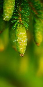 Hojas,Cones,Macro,Destello,Deslumbramiento,Planta