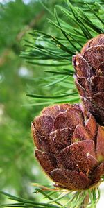 Cones,Plants