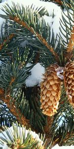 Cones,Plants