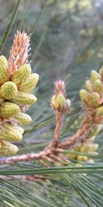 Cônes,Plantes