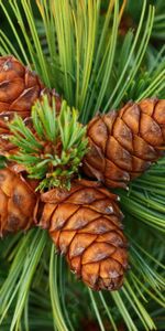 Cones,Spruce,Fir,Prickles,Thorns,Nature,Pine