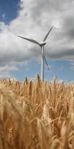 Cones,Turbine,Wind Power Plant,Nature,Field,Spikelets,Wheat