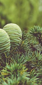 Cones,Wood,Tree,Needles,Nature