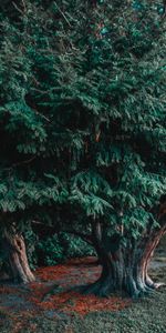 Coniferous,Wood,Tree,Evergreen,Nature,Plant