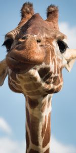 Cool,Animals,Muzzle,Giraffe,Funny