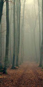 Cool,Coolness,Foliage,Fog,Autumn,Trees,Forest,Nature