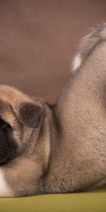 Cool,Puppy,Animals,American Akita