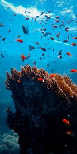 Coral,Animals,Algae,Seaweed,Underwater World,Fishes