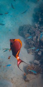 Agua,Mar,Pescado,Los Arrecifes De Coral,Animales,Submarino,Arrecifes De Coral,Un Pez,Bajo El Agua