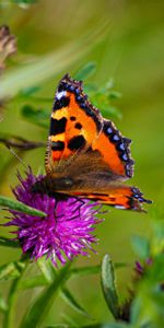 Cornflower,Butterfly Urticaria,Butterfly Hives,Animals,Wings,Butterfly