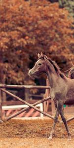 Corral,Étalon,Animaux,Contexte,Cheval,Automne