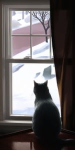 La Fenêtre,Fenêtre,Confort,Hiver,Animaux,Chat