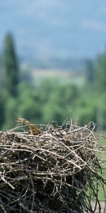 Animales,Nido,Enclavado,Polluelo,Grúas