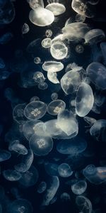 Créatures,Jellyfish,Lueur,Briller,Sous Marin,Animaux