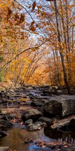 Creek,Brook,Nature,Rivers,Stones,Autumn