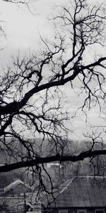 Creepy,Nature,Tree,Branches,Branch,Roof,Wood,Gloomy,Black And White