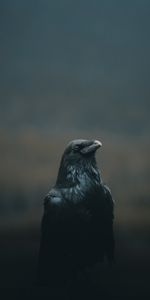 Corbeau,Le Noir,Oiseau,Animaux,Sombre